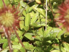 Acaena magellanica
