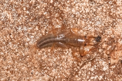 Euthyplociidae