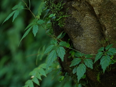 Gynostemma pentaphyllum