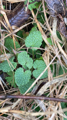 Lamium purpureum