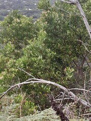 Olea capensis