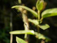 Leucauge celebesiana