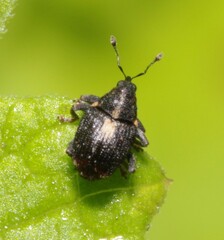 Calosirus terminatus