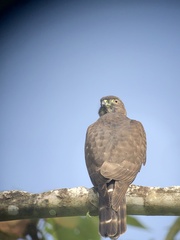 Harpagus bidentatus