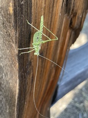Insara elegans