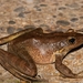 Tiannan Odorous Frog - Photo (c) 周鑫龙, some rights reserved (CC BY-NC), uploaded by 周鑫龙