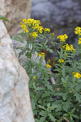 Senecio eremophilus kingii