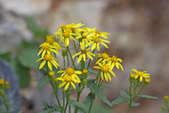 Senecio eremophilus kingii