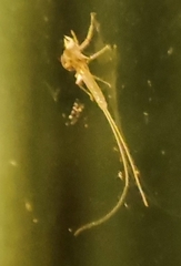 Phlebotominae