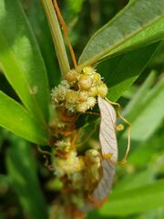 Cassytha filiformis