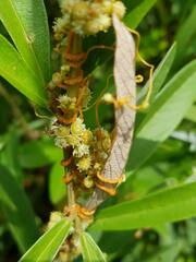 Cassytha filiformis