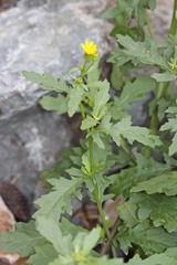 Senecio eremophilus kingii