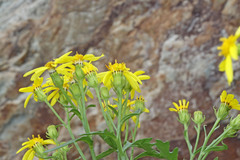 Senecio eremophilus kingii