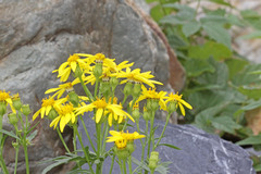 Senecio eremophilus kingii