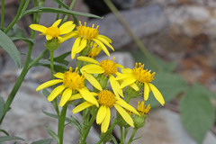 Senecio eremophilus kingii