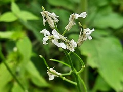 Hesperis matronalis