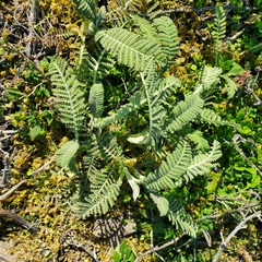Tanacetum bipinnatum