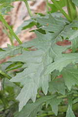 Senecio eremophilus kingii