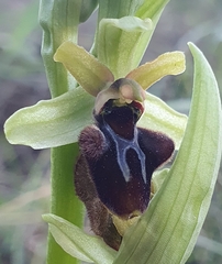 Ophrys sphegodes massiliensis