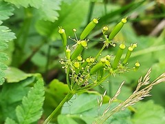 Chaerophyllum aureum