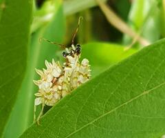 Pseudocreobotra wahlbergi