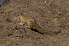 Paraxerus cepapi cepapi