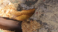 Charaxes varanes