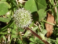 Acaena ovalifolia