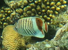 Chaetodon paucifasciatus