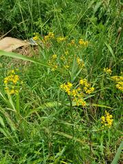 Senecio polyanthemoides