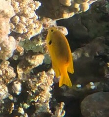 Pomacentrus sulfureus