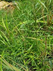 Senecio polyanthemoides