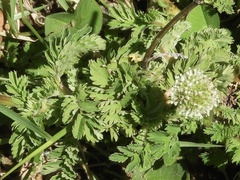 Acaena ovalifolia