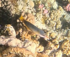 Gomphosus klunzingeri