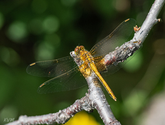 Sympetrum flaveolum