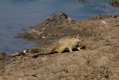 Paraxerus cepapi cepapi