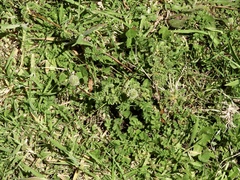 Acaena ovalifolia