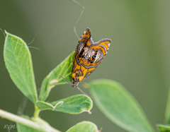 Olethreutes arcuella