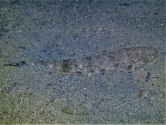 Platycephalus westraliae