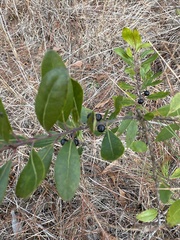 Vaccinium tenellum