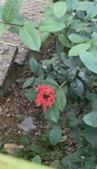 Ixora coccinea