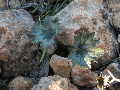 Libyan Sowbread (Cyclamen rohlfsianum)
