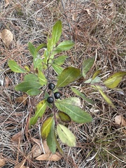 Vaccinium tenellum