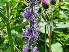 Asyneuma campanuloides