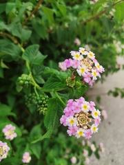 Lantana