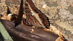 Charaxes brutus