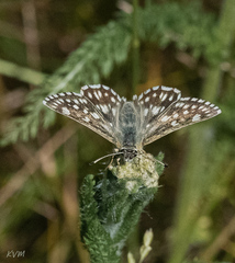 Muschampia cribrellum