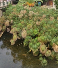 Cyperus papyrus