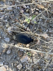 Eusattus reticulatus