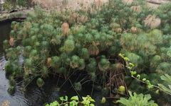 Cyperus papyrus
